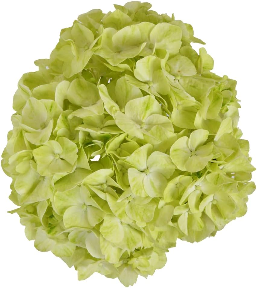 20 Lime Green Hydrangeas