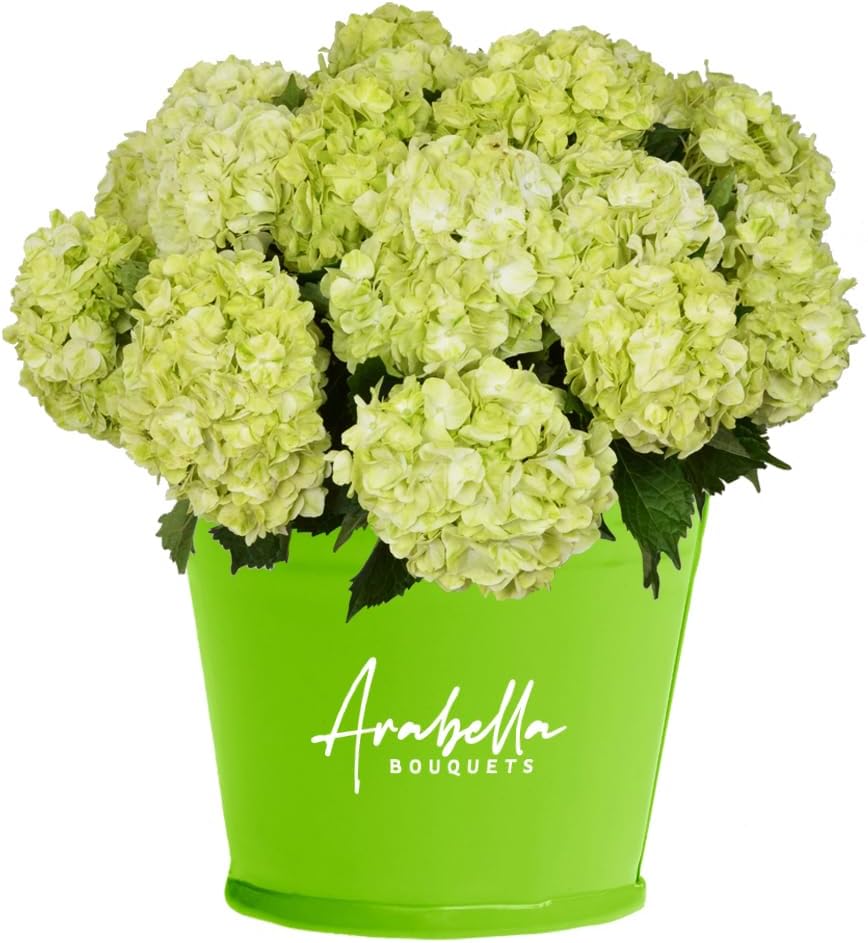 20 Lime Green Hydrangeas