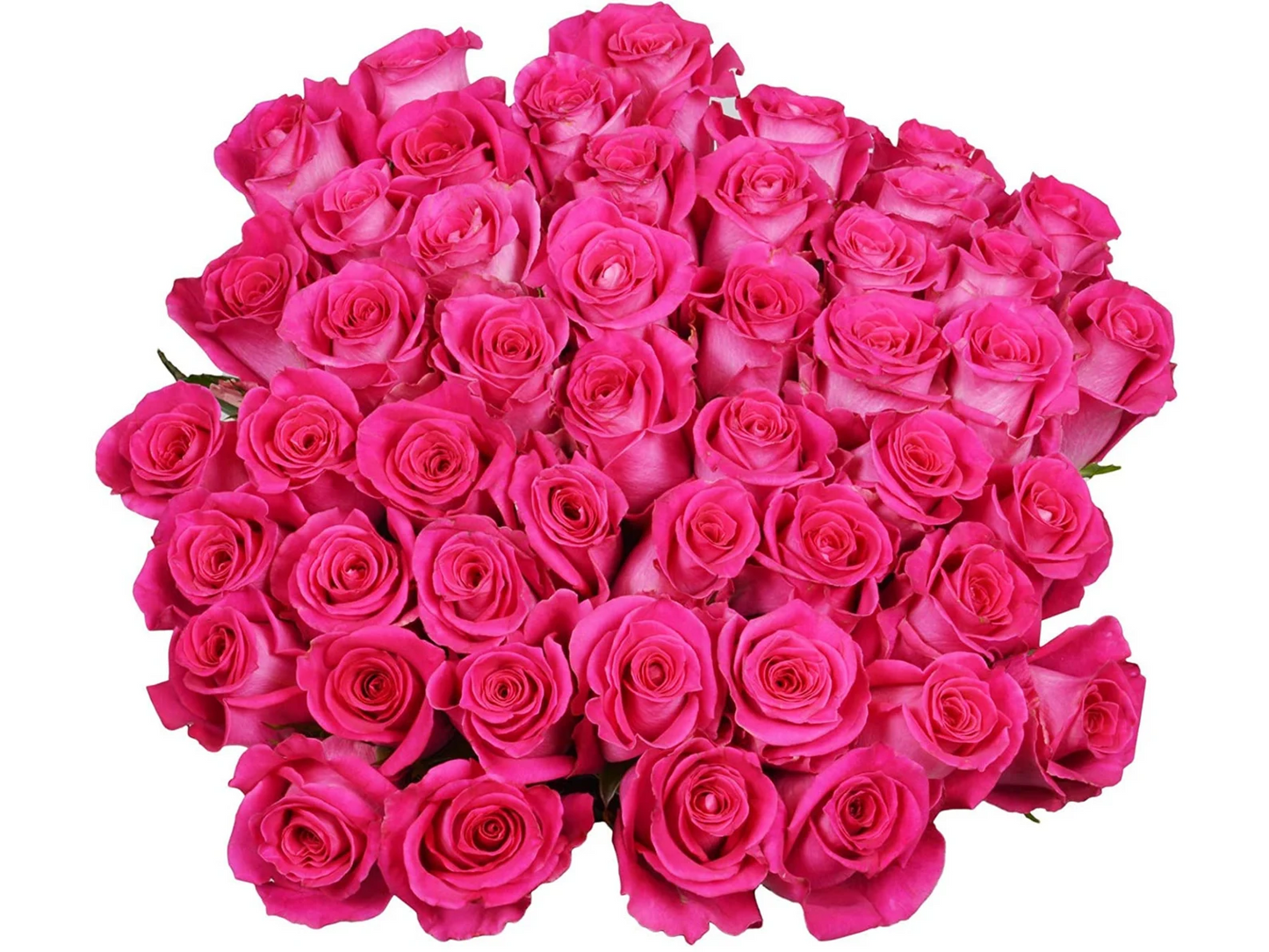 50 Fresh-Cut Hot Pink Roses