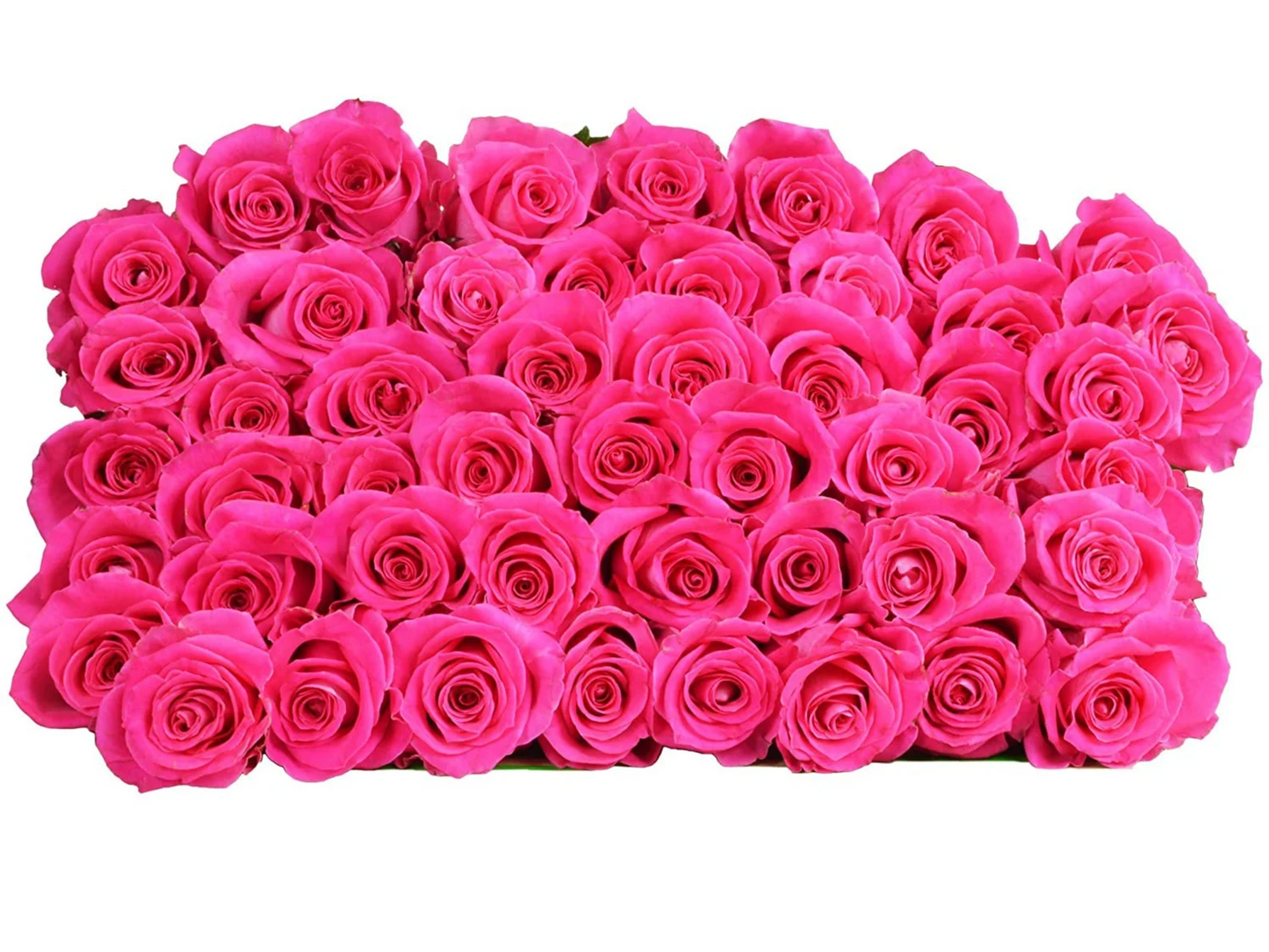 50 Fresh-Cut Hot Pink Roses