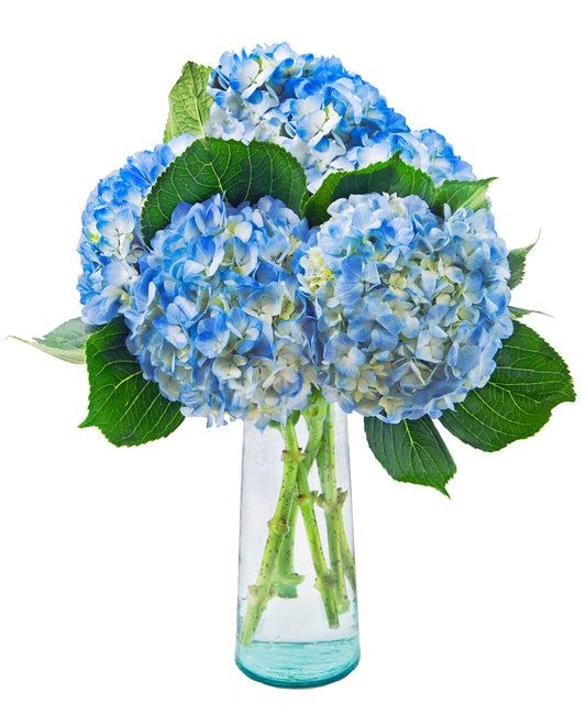 5 Blue Hydrangeas in Glass Vase