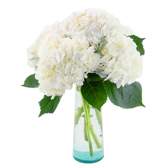 5 White Hydrangeas in Glass Vase