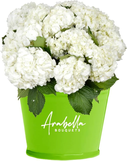 12 Fresh White Hydrangeas