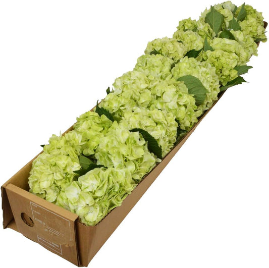 20 Lime Green Hydrangeas