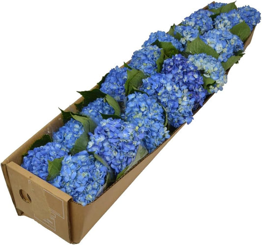 20 Shocking Blue Hydrangeas