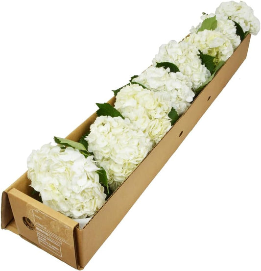 8 Premium White Hydrangeas