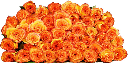 50 Yellow Roses