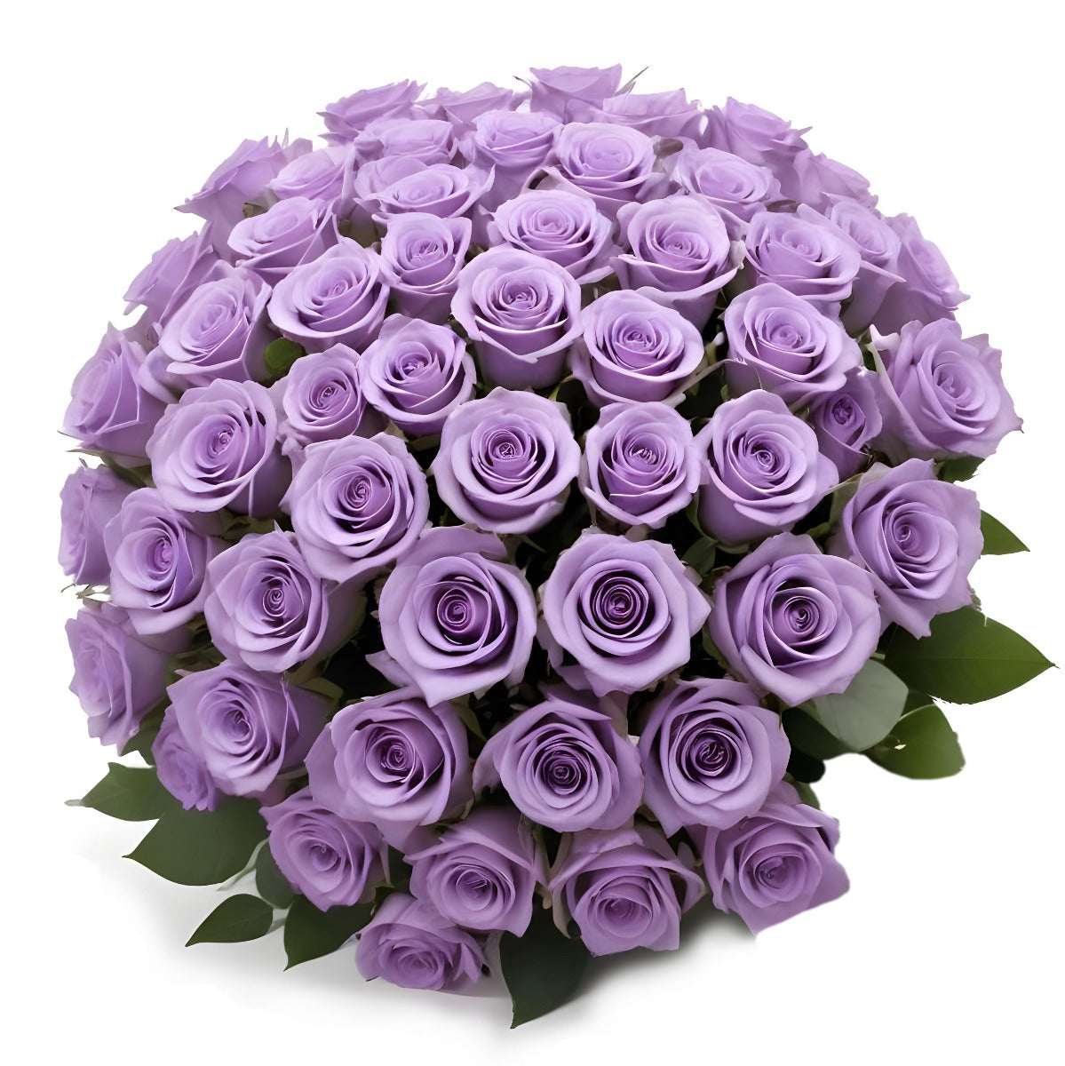 50 Fresh-Cut Purple Roses